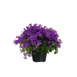 Glockenblume blau Topf 11 cm ^ Plantiflor Sale