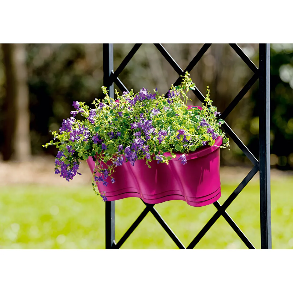Glockenblume blau Topf 11 cm ^ Plantiflor Sale