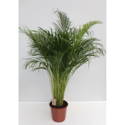 Goldfruchtpalme Topf Durchmesser 24 cm ^ Plantiflor Clearance