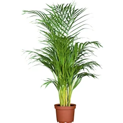Goldfruchtpalme Topf Durchmesser 24 cm ^ Plantiflor Clearance