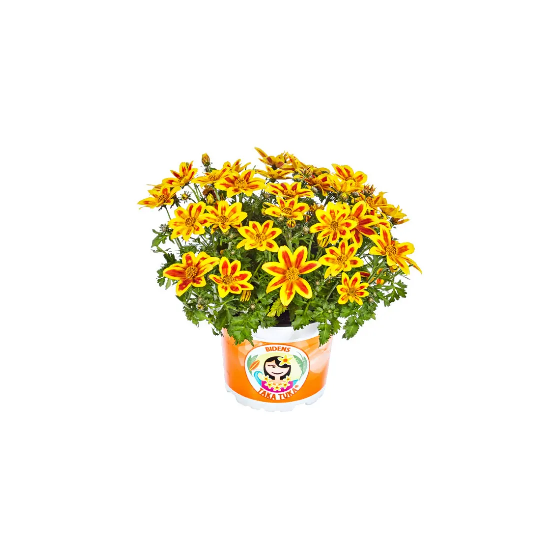 Goldmarie Taka Tuka Topf Durchmesser 12 cm ^ Plantiflor New