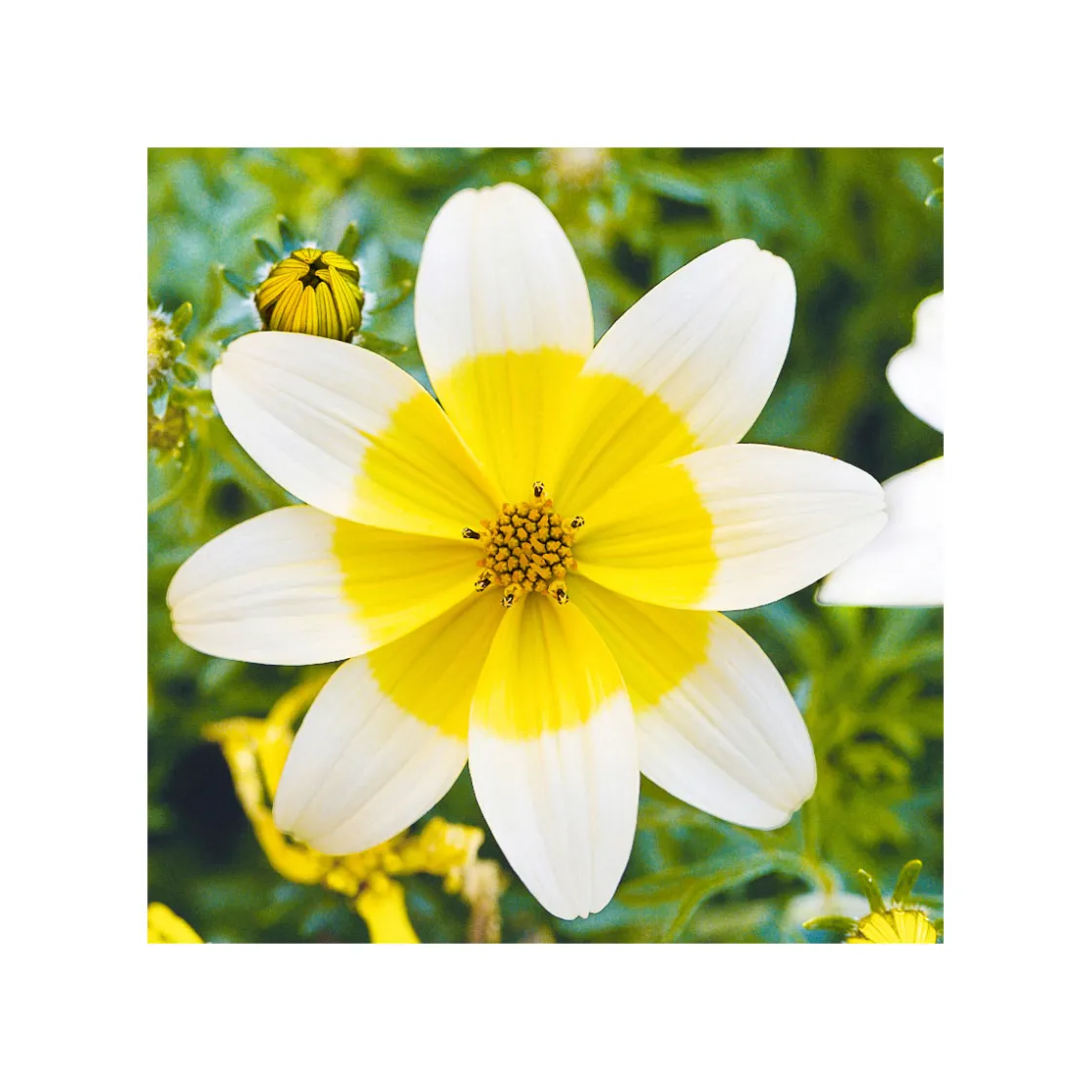 Goldmarie Taka Tuka Topf Durchmesser 12 cm ^ Plantiflor New