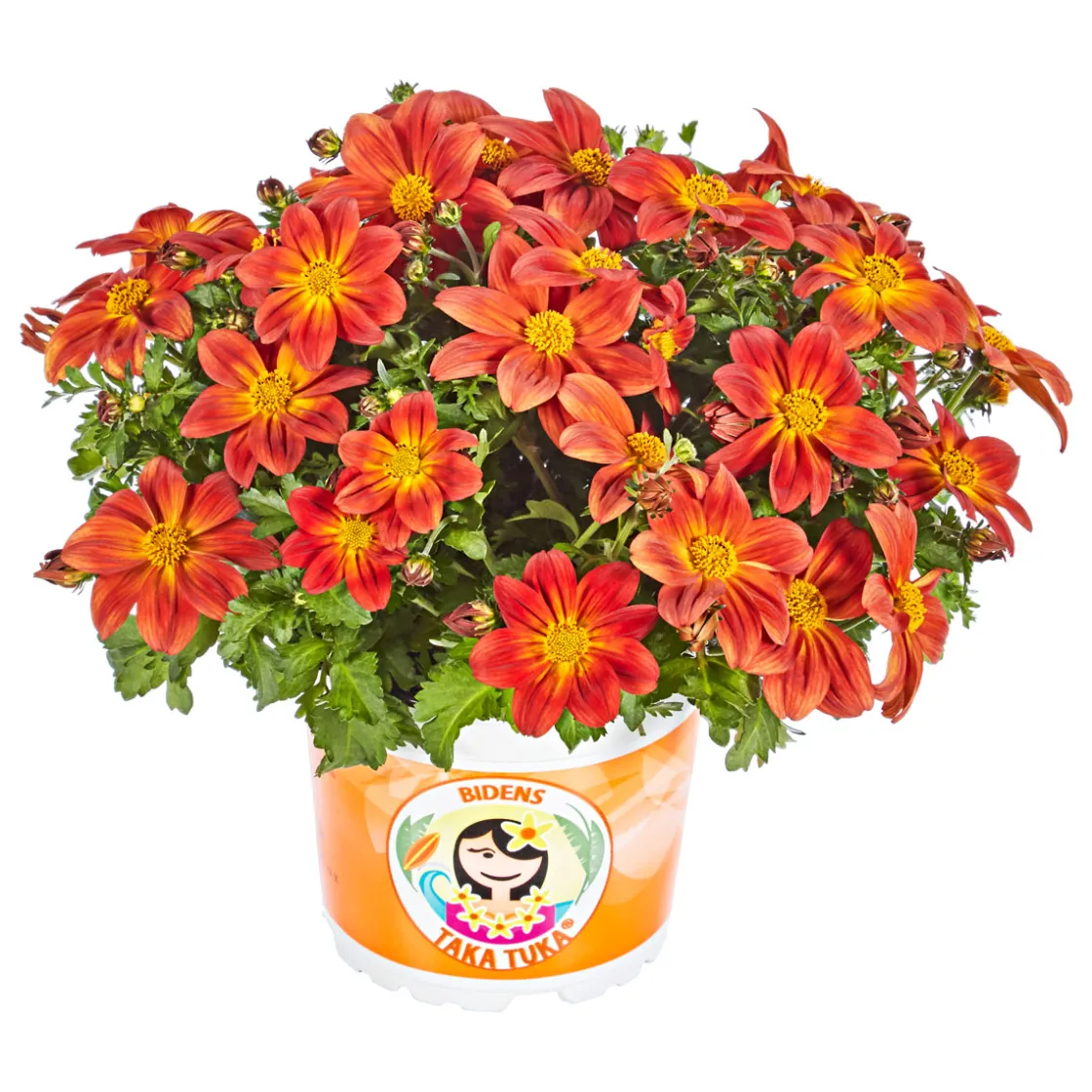 Goldmarie Taka Tuka Topf Durchmesser 12 cm ^ Plantiflor New
