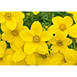Goldmarie Topf Durchmesser 13 cm ^ Plantiflor Hot