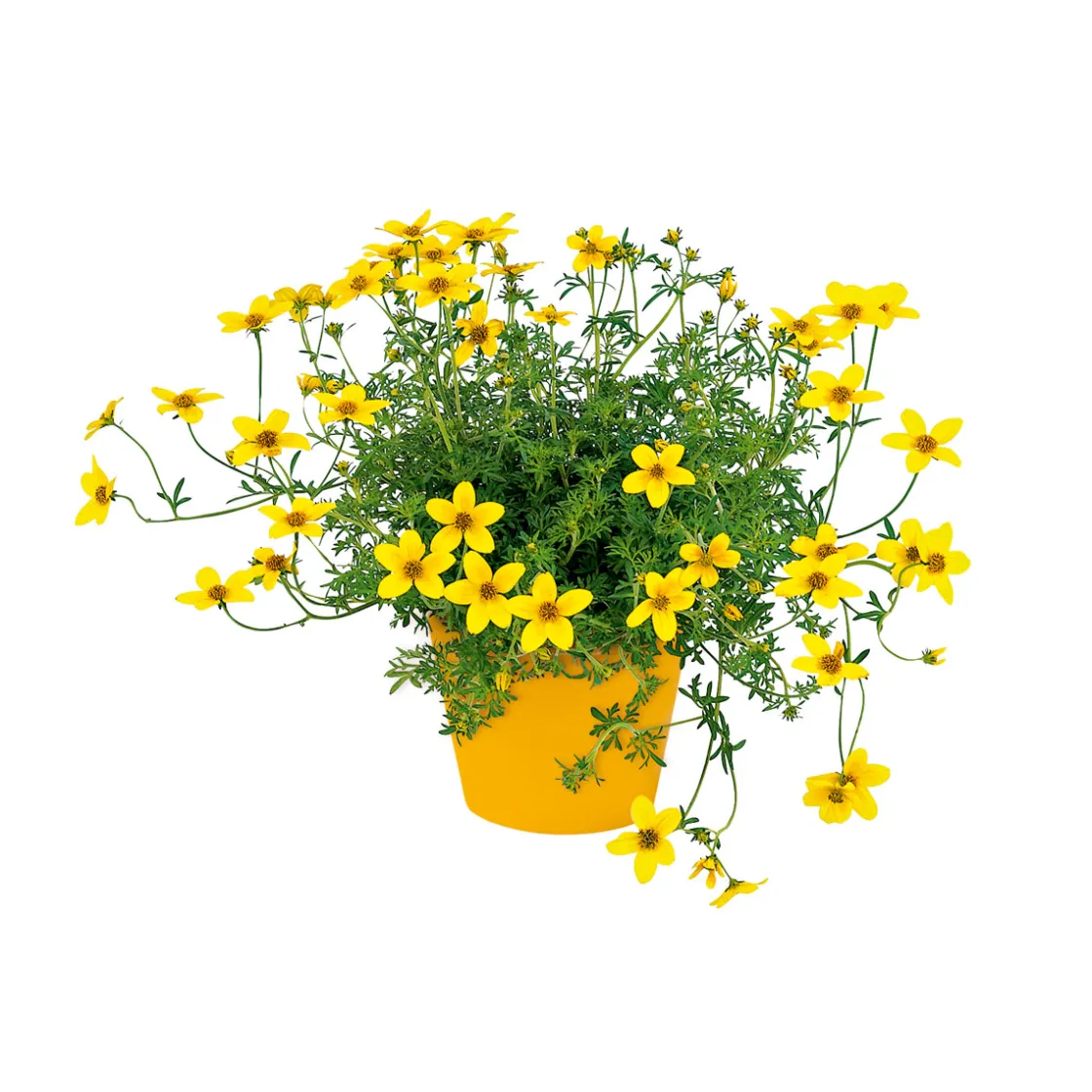 Goldmarie Topf Durchmesser 13 cm ^ Plantiflor Hot
