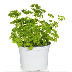 Gourmetkräuter Aroma-Petersilie Topf Durchmesser 12 cm ^ Plantiflor Discount