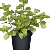 Gourmetkräuter Echte Minze Topf Durchmesser 12 cm ^ Plantiflor Discount