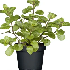 Gourmetkräuter Echte Minze Topf Durchmesser 12 cm ^ Plantiflor Discount