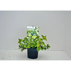 Gourmetkräuter Echte Minze Topf Durchmesser 12 cm ^ Plantiflor Discount