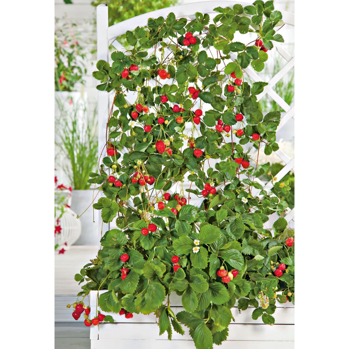 Gourmetkräuter Klettererdbeere Topf 12 cm ^ Plantiflor