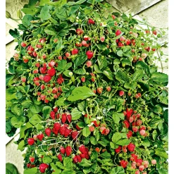 Gourmetkräuter Klettererdbeere Topf 12 cm ^ Plantiflor