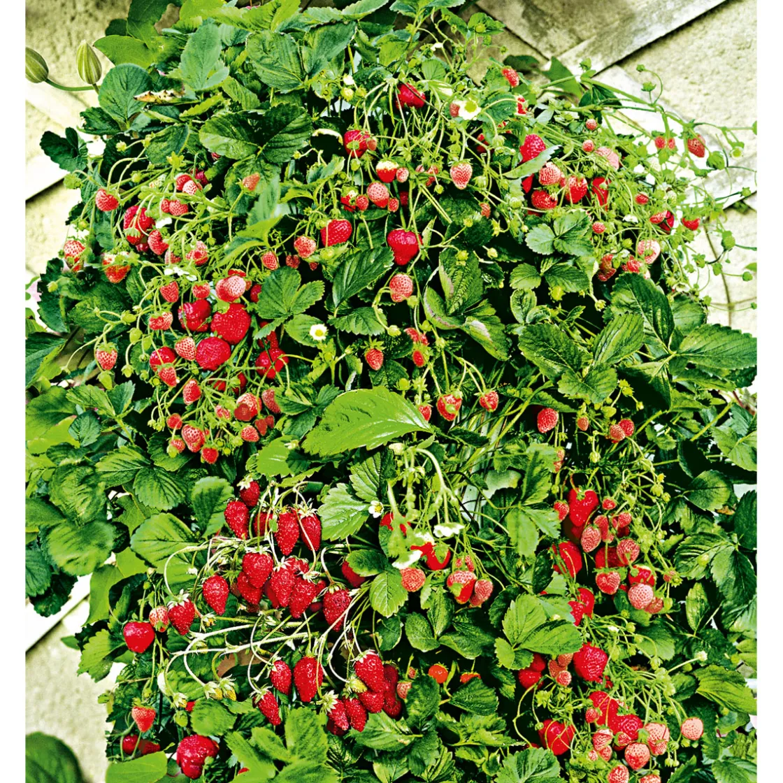Gourmetkräuter Klettererdbeere Topf 12 cm ^ Plantiflor
