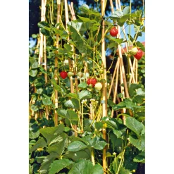 Gourmetkräuter Klettererdbeere Topf 12 cm ^ Plantiflor