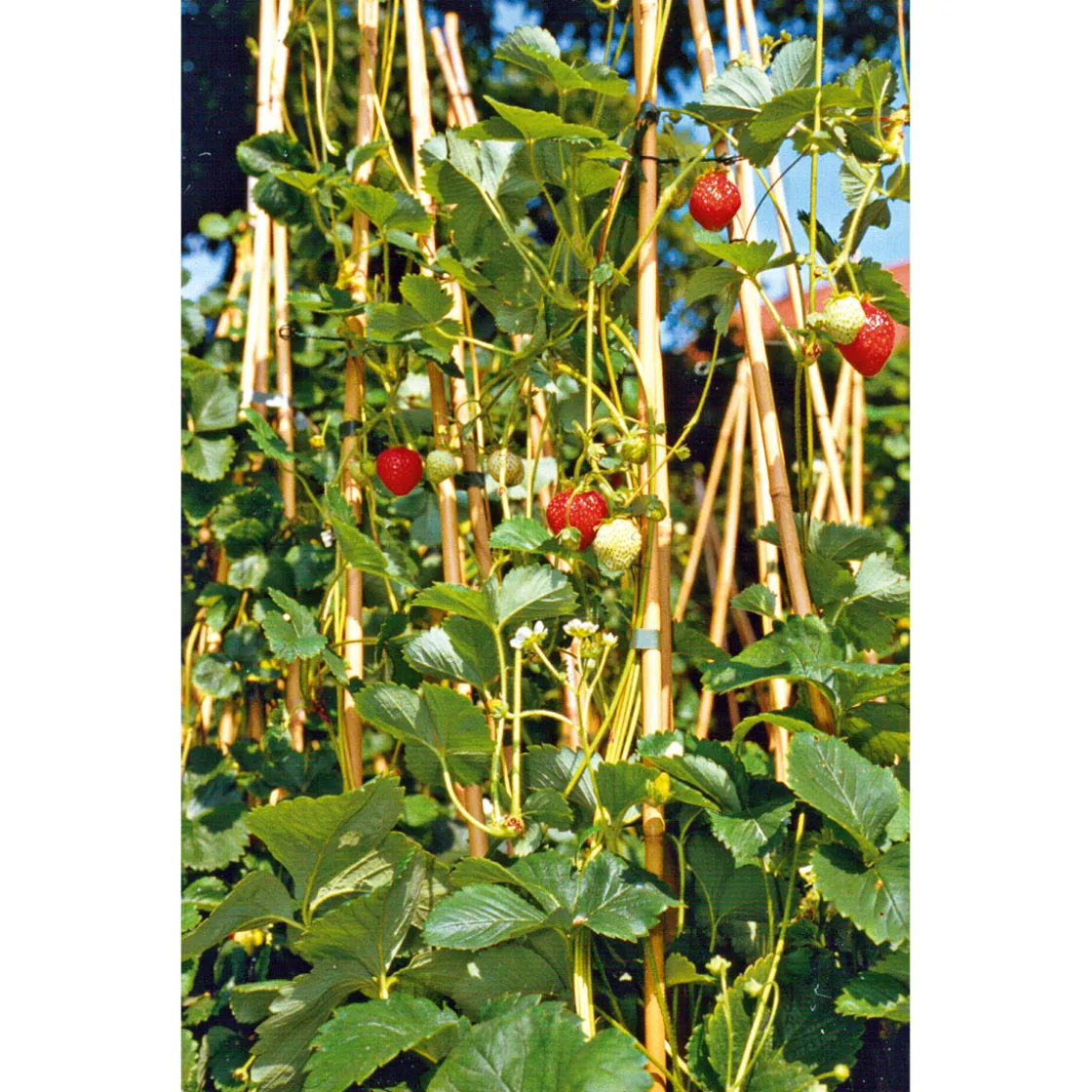 Gourmetkräuter Klettererdbeere Topf 12 cm ^ Plantiflor