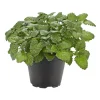 Gourmetkräuter Melisse im Topf Durchmesser 12 cm ^ Plantiflor Clearance