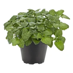 Gourmetkräuter Melisse im Topf Durchmesser 12 cm ^ Plantiflor Clearance