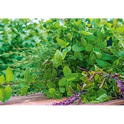 Gourmetkräuter Melisse im Topf Durchmesser 12 cm ^ Plantiflor Clearance