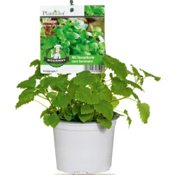 Gourmetkräuter Melisse im Topf Durchmesser 12 cm ^ Plantiflor Clearance