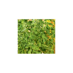 Gourmetkräuter Oregano Topf Durchmesser 12 cm ^ Plantiflor Outlet