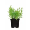 Gourmetkräuter Rosmarin Topf Durchmesser 12 cm ^ Plantiflor Online