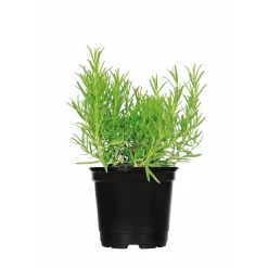 Gourmetkräuter Rosmarin Topf Durchmesser 12 cm ^ Plantiflor Online