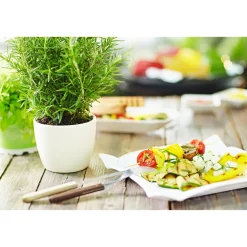 Gourmetkräuter Rosmarin Topf Durchmesser 12 cm ^ Plantiflor Online