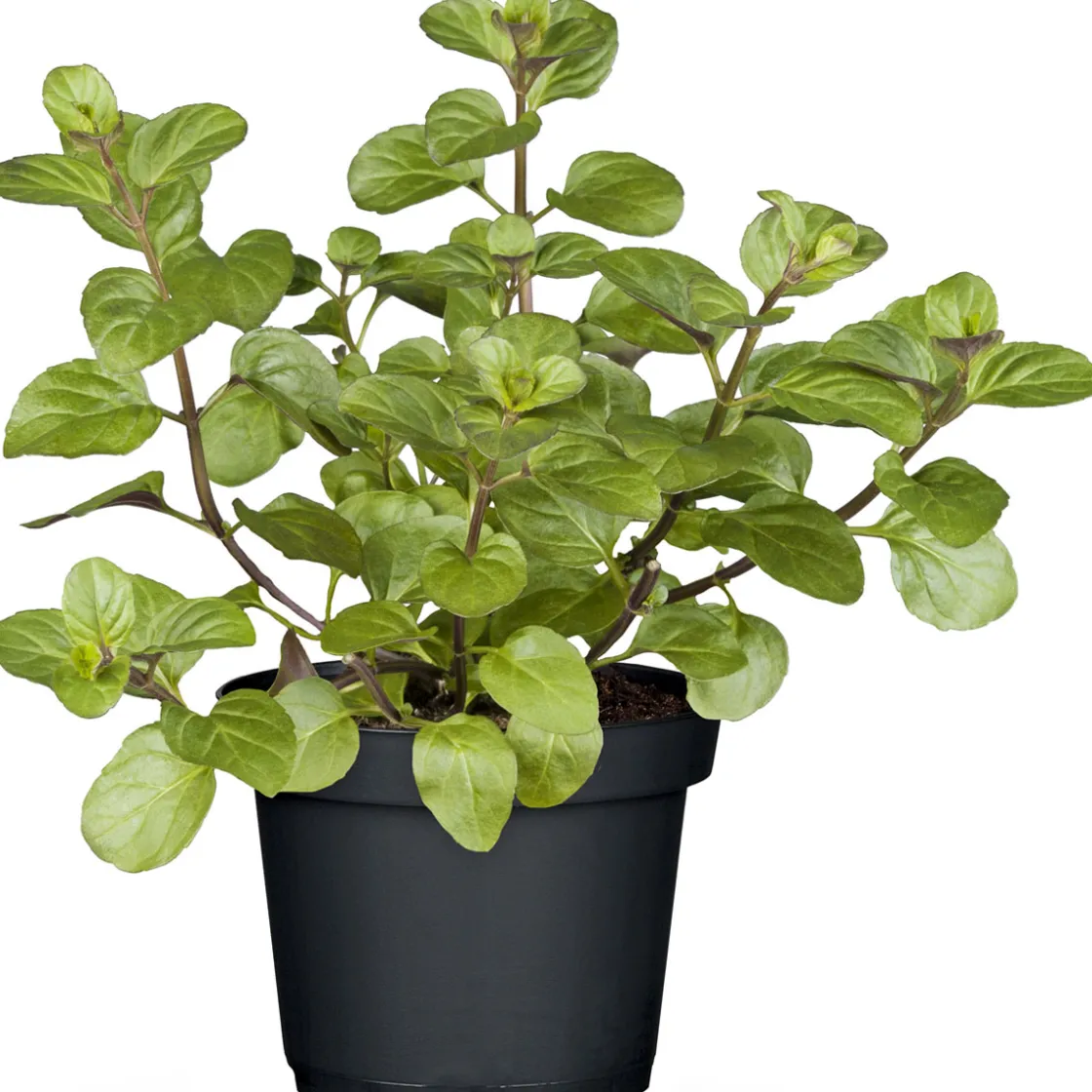 Gourmetkräuter Salatkräuter und Kräuterbutter Topf Durchmesser 13 cm ^ Plantiflor Outlet