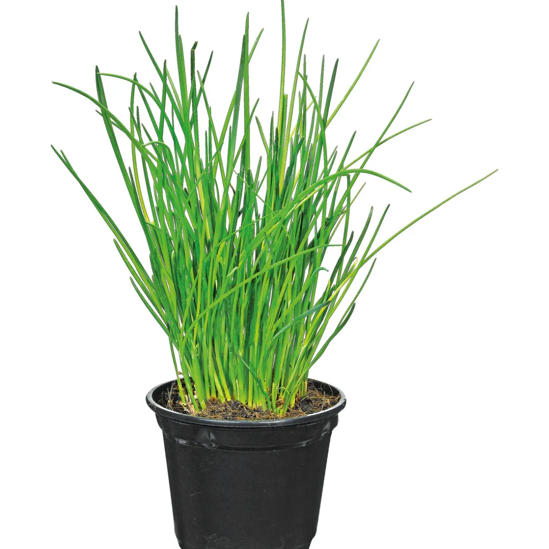 Gourmetkräuter Salatkräuter und Kräuterbutter Topf Durchmesser 13 cm ^ Plantiflor Outlet