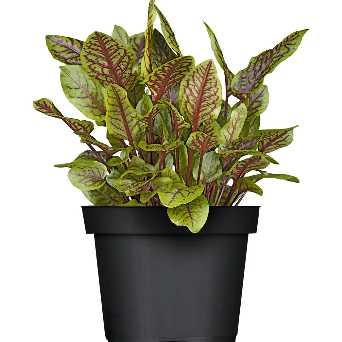 Gourmetkräuter Salatkräuter und Kräuterbutter Topf Durchmesser 13 cm ^ Plantiflor Outlet