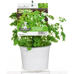Gourmetkräuter Salatkräuter und Kräuterbutter Topf Durchmesser 13 cm ^ Plantiflor Outlet