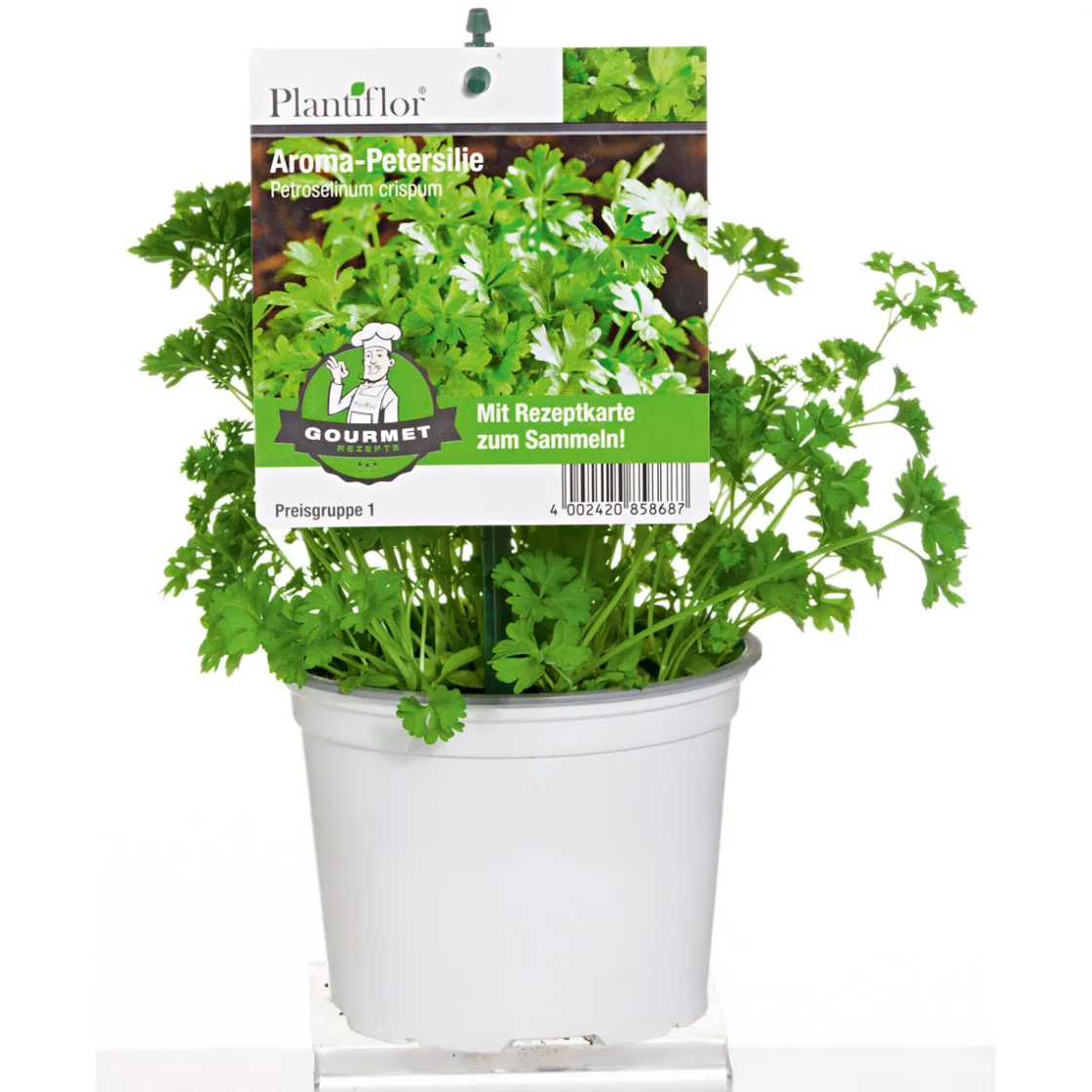 Gourmetkräuter Salatkräuter und Kräuterbutter Topf Durchmesser 13 cm ^ Plantiflor Outlet