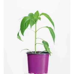 Gourmet Türkische Gewürzpaprika Sumher F1 rot T11 ^ Plantiflor Best
