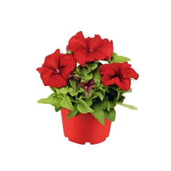 Großblumige Petunie verschiedene Farben Topf Durchmesser 10,5 cm ^ Plantiflor Clearance