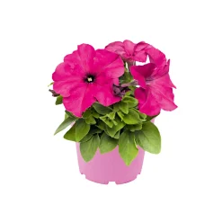 Großblumige Petunie verschiedene Farben Topf Durchmesser 10,5 cm ^ Plantiflor Clearance
