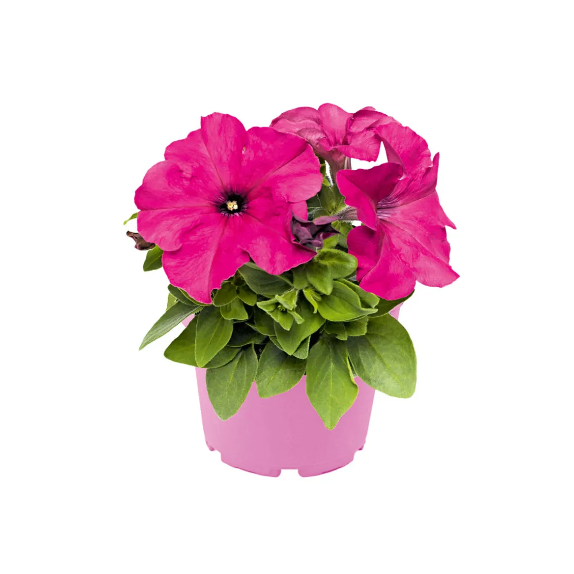 Großblumige Petunie verschiedene Farben Topf Durchmesser 10,5 cm ^ Plantiflor Clearance