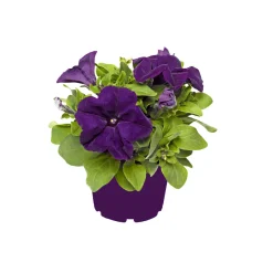 Großblumige Petunie verschiedene Farben Topf Durchmesser 10,5 cm ^ Plantiflor Clearance