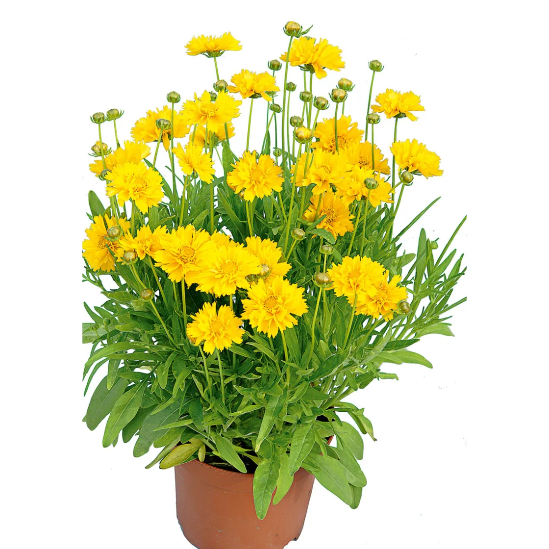 Großblumiges Mädchenauge P19 ^ Plantiflor Sale