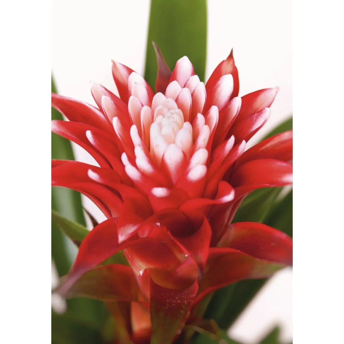 Guzmania El Cope 30-40 cm T12 ^ Plantiflor Clearance
