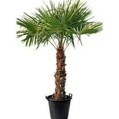 Hanfpalme Trachycarpus fortunei im Topf Durchmesser 30 cm ^ Plantiflor New