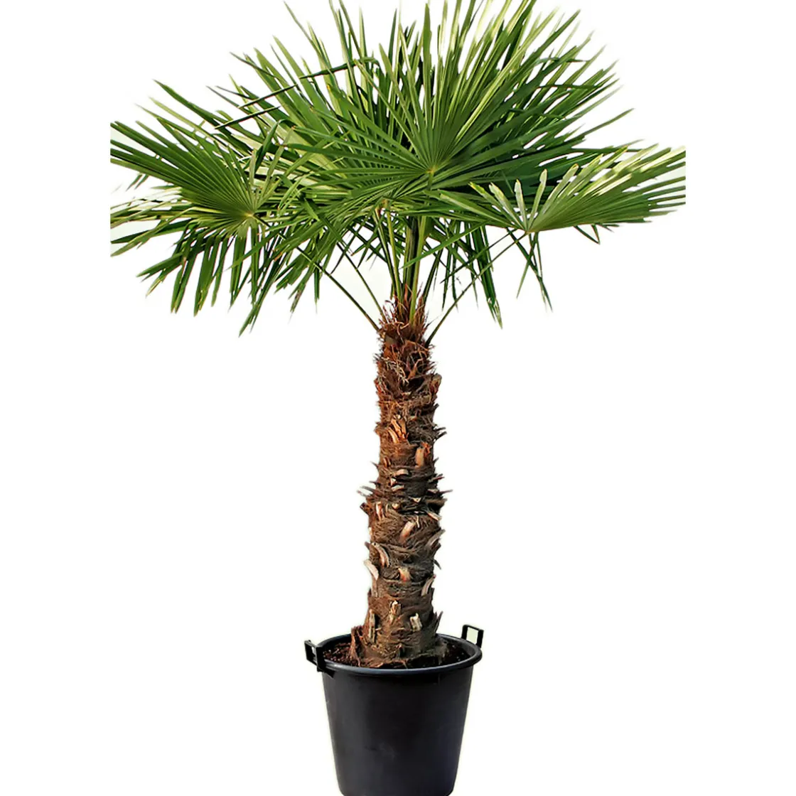 Hanfpalme Trachycarpus fortunei im Topf Durchmesser 30 cm ^ Plantiflor New