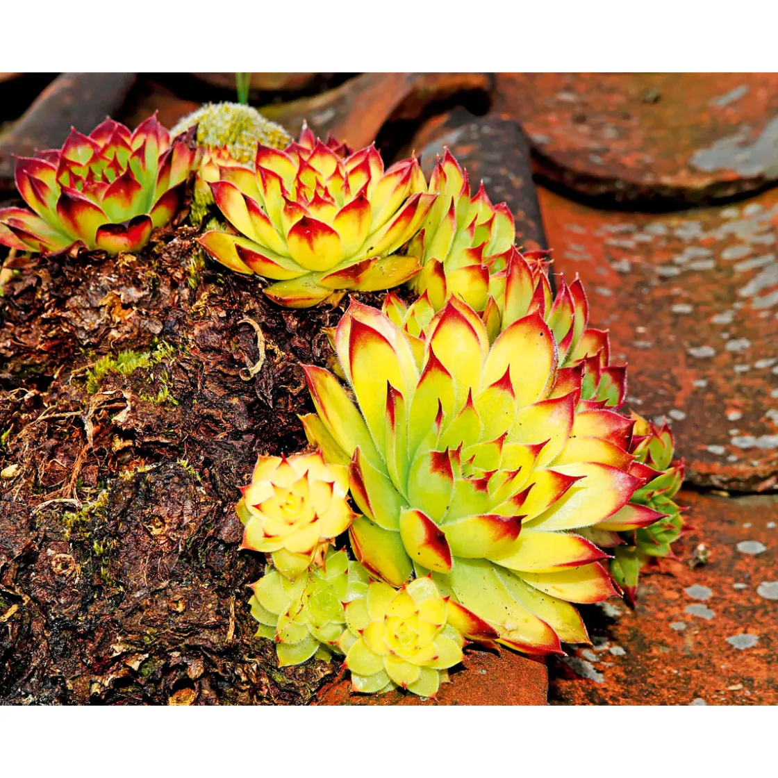 Hauswurz Topf-Ø 10,5 cm ^ Plantiflor Sale