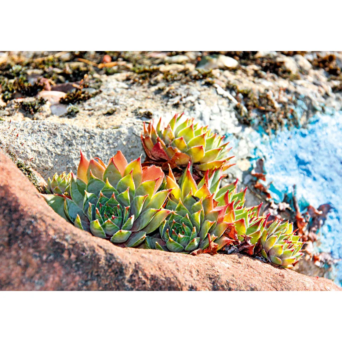 Hauswurz Topf-Ø 10,5 cm ^ Plantiflor Sale