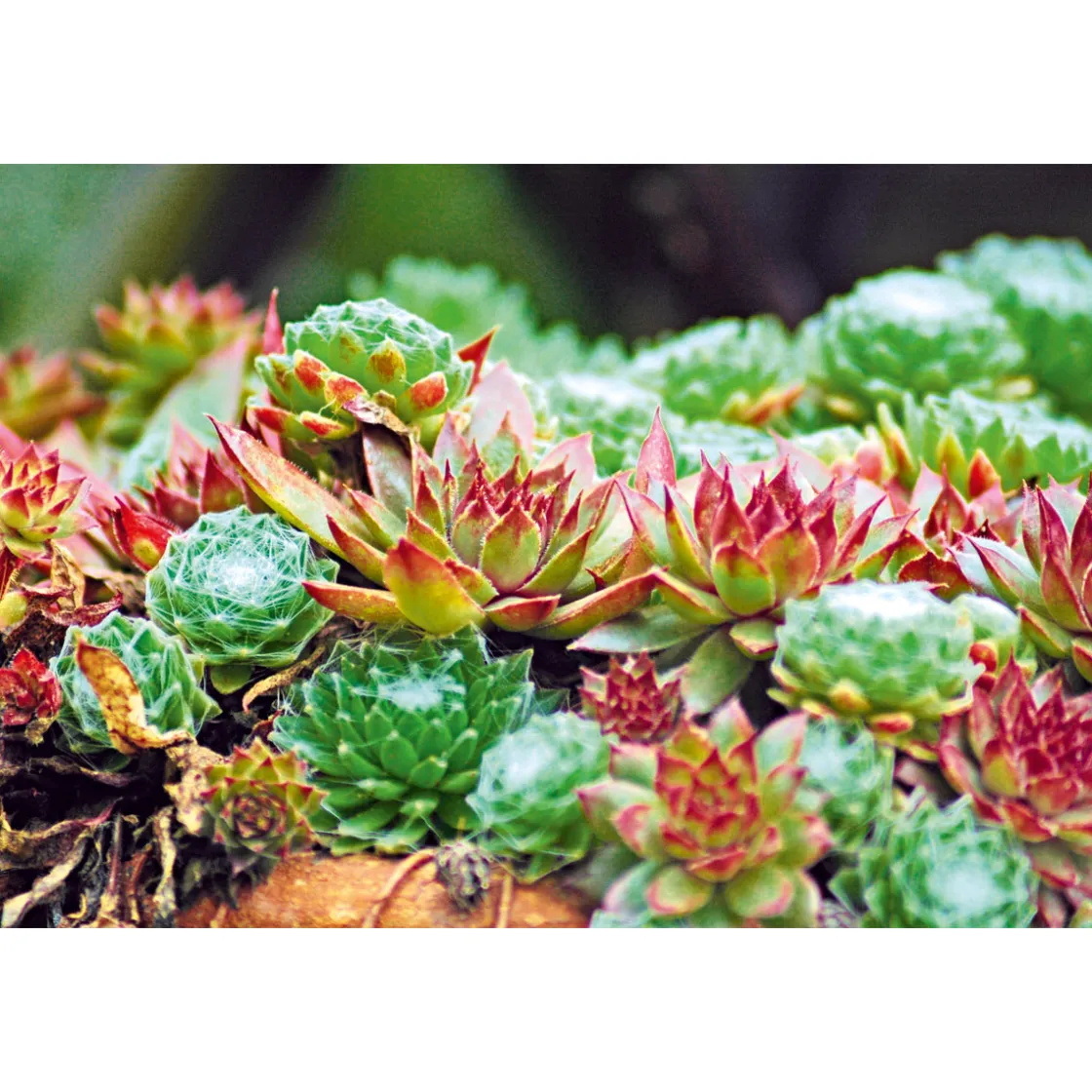 Hauswurz Topf-Ø 10,5 cm ^ Plantiflor Sale
