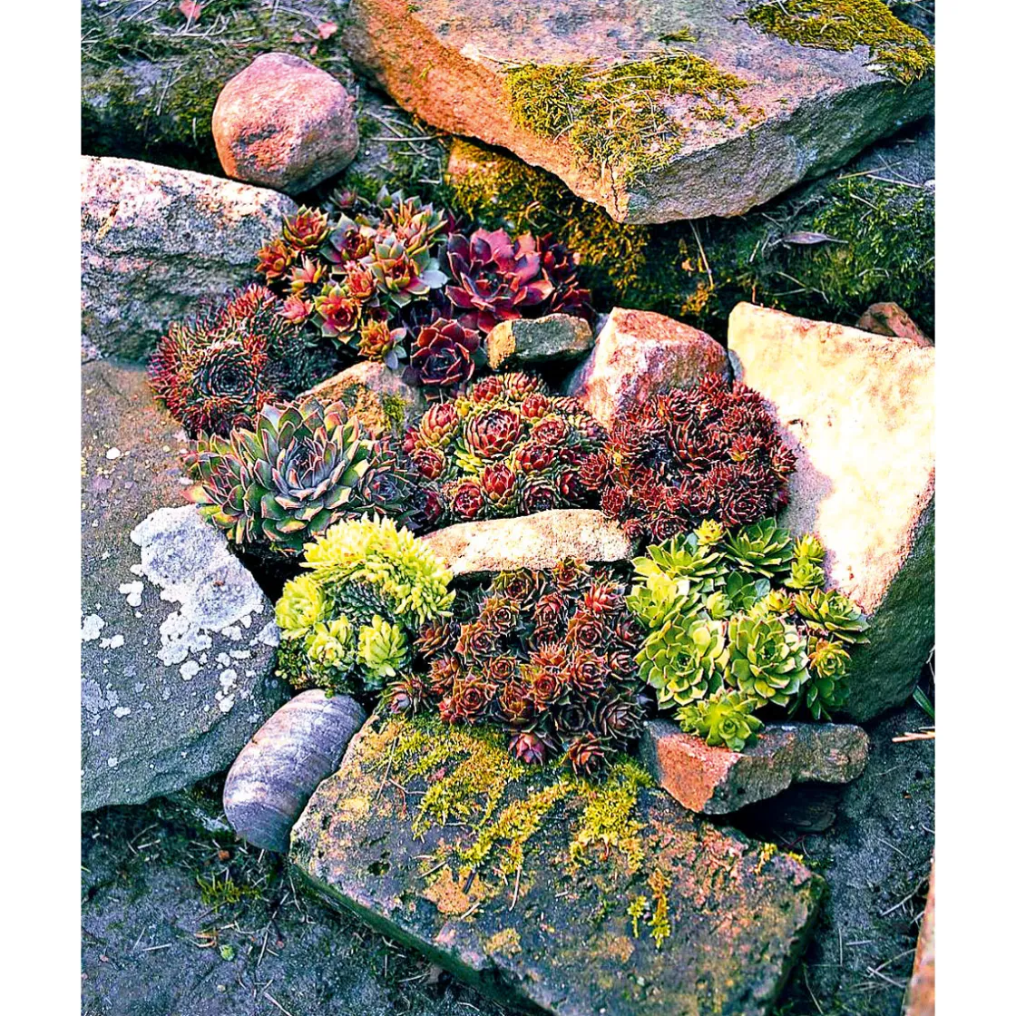 Hauswurz Topf-Ø 10,5 cm ^ Plantiflor Sale