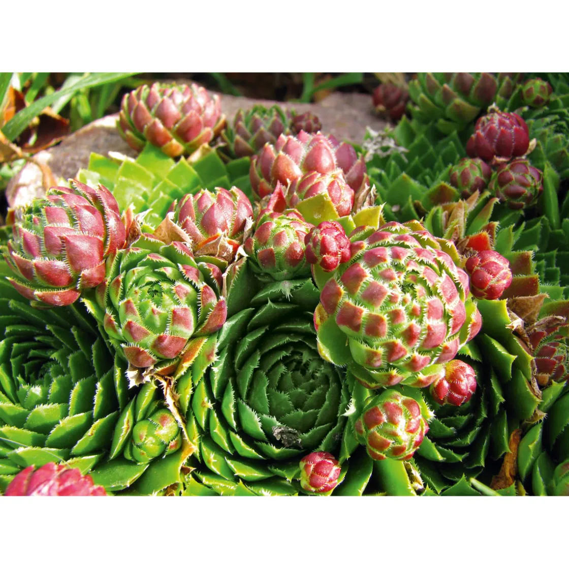 Hauswurz Topf-Ø 10,5 cm ^ Plantiflor Sale