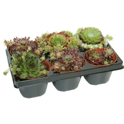 Hauswurz Topf-Ø 9 cm 6er-Pack ^ Plantiflor Clearance