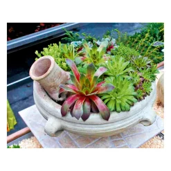 Hauswurz Topf-Ø 9 cm 6er-Pack ^ Plantiflor Clearance