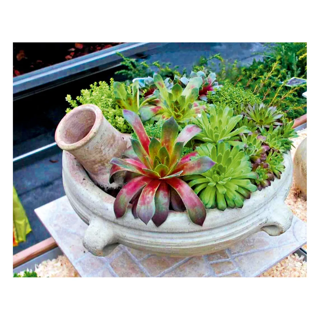 Hauswurz Topf-Ø 9 cm 6er-Pack ^ Plantiflor Clearance