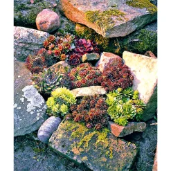 Hauswurz Topf-Ø 9 cm 6er-Pack ^ Plantiflor Clearance