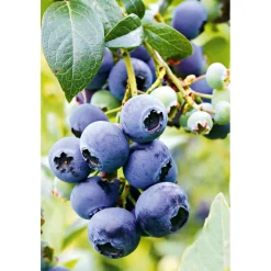 Heidelbeere Goldtraube Topf- Durchmesser 19 cm ^ Plantiflor Online
